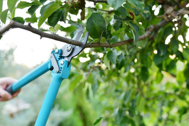 Professional Tree Service in Harrisonburg, VA